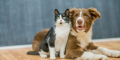 Pet Food & Supplies Dog and Cat